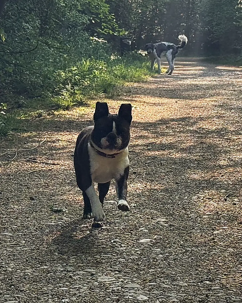 Hundetraining München: Boston Terrier auf Münchner Waldweg